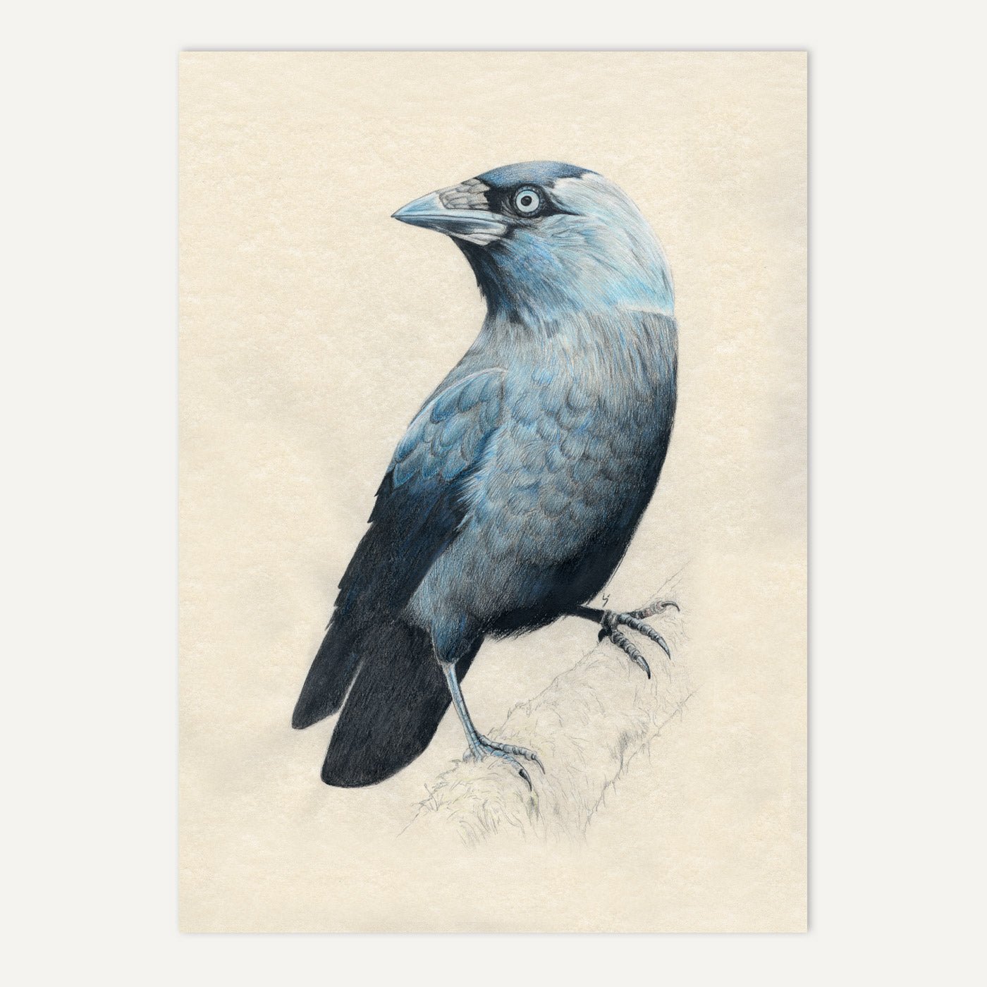 Jackdaw