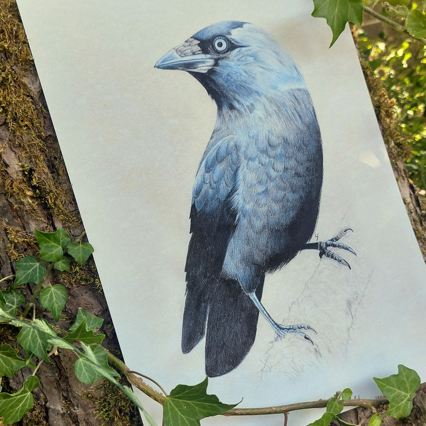 Jackdaw