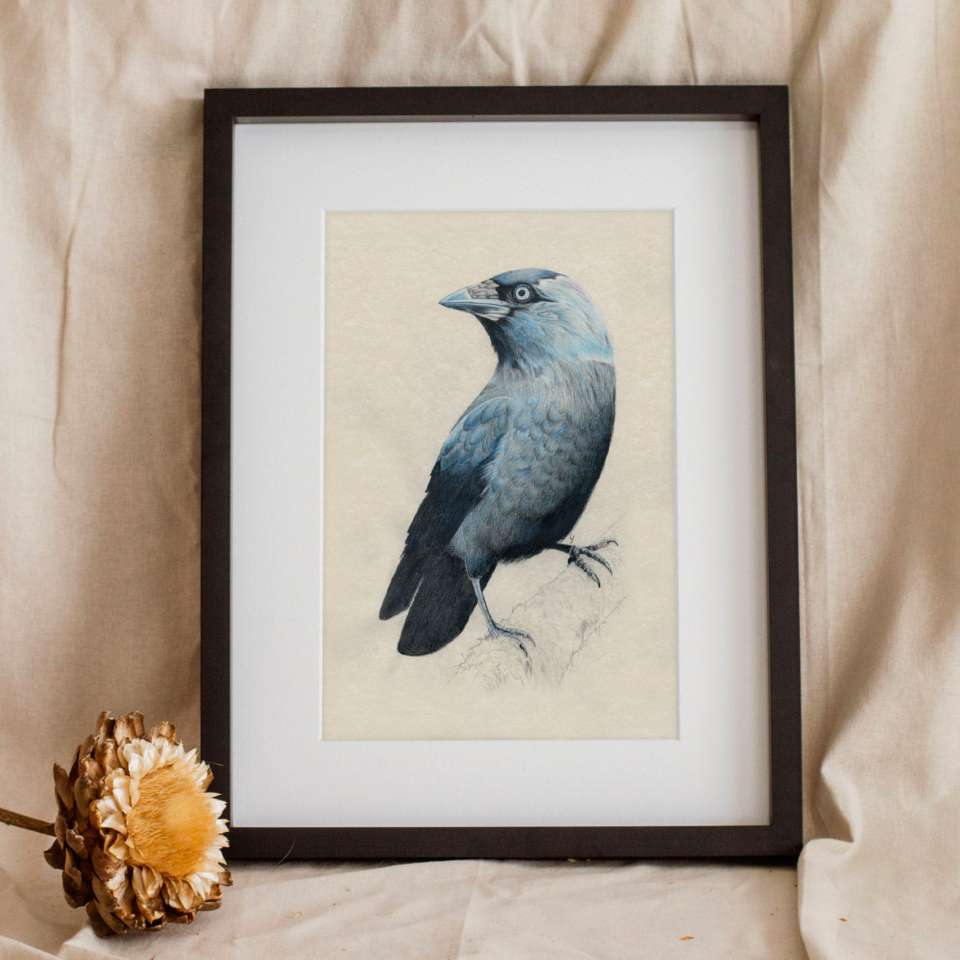Jackdaw