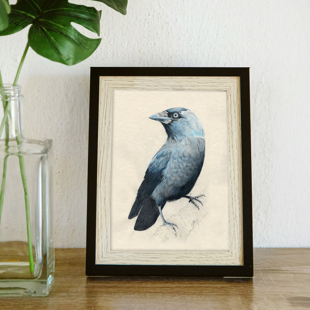 Jackdaw