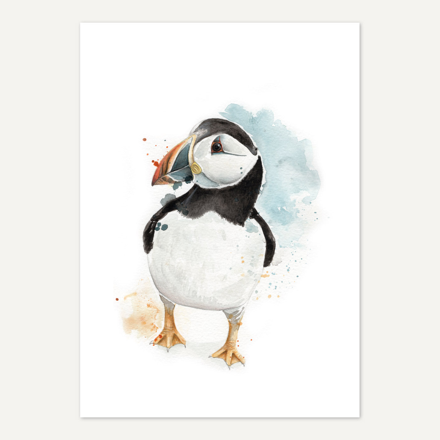 Puffin