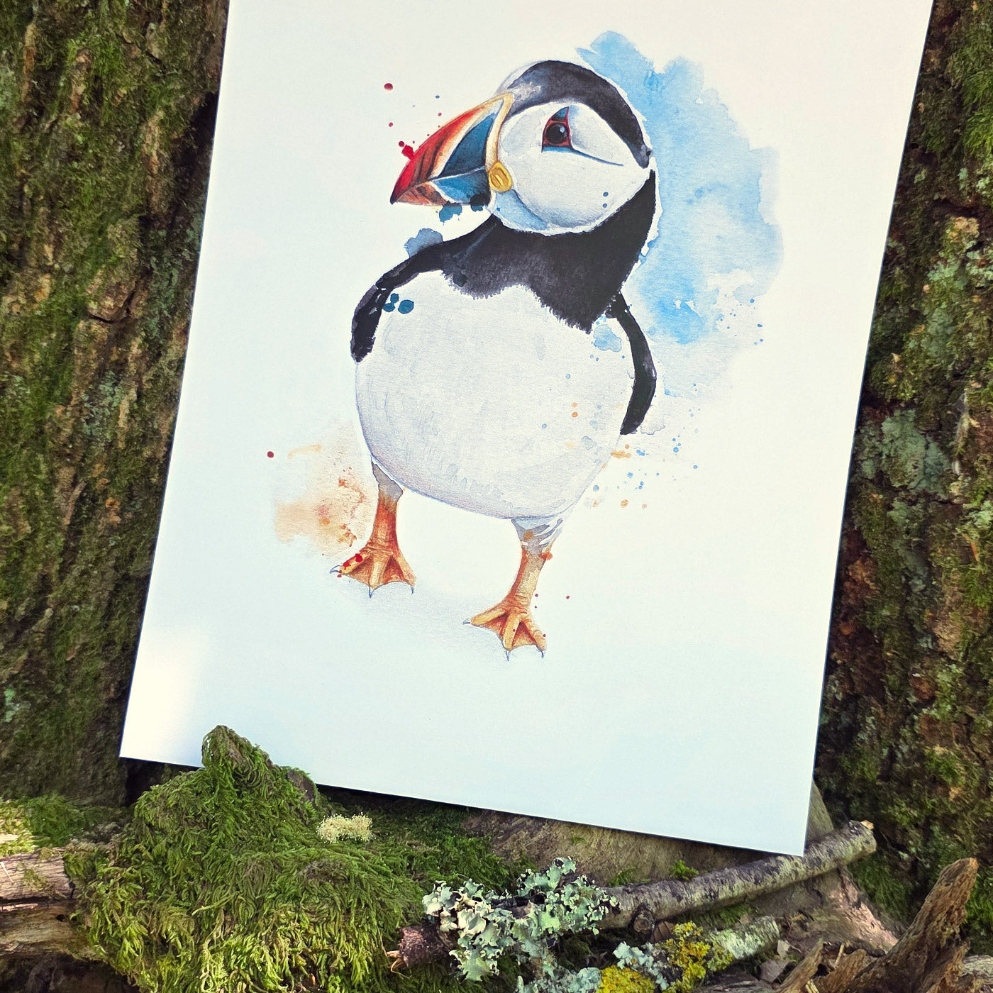 Puffin