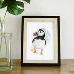 Puffin
