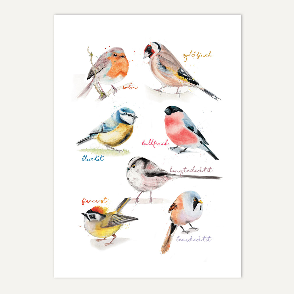 Mixed Small Birds