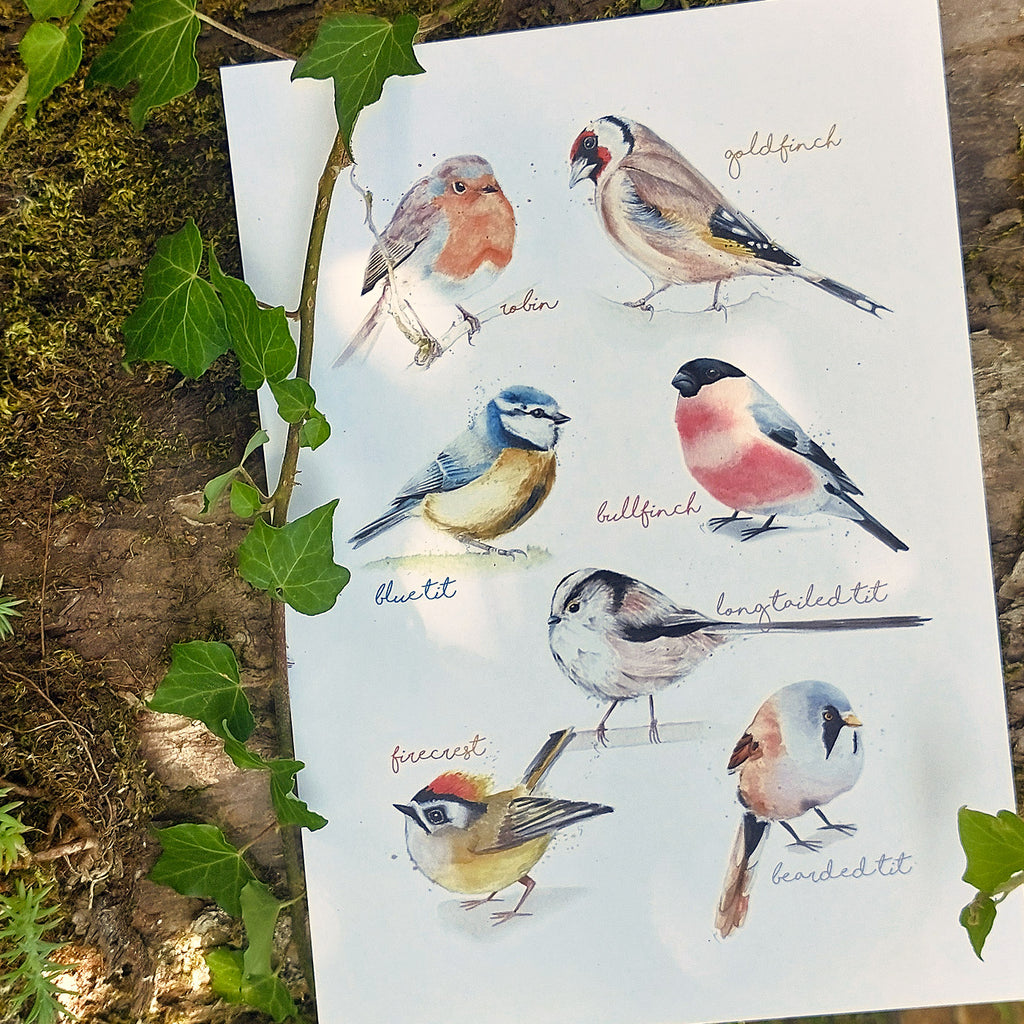 Mixed Small Birds