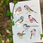 Mixed Small Birds