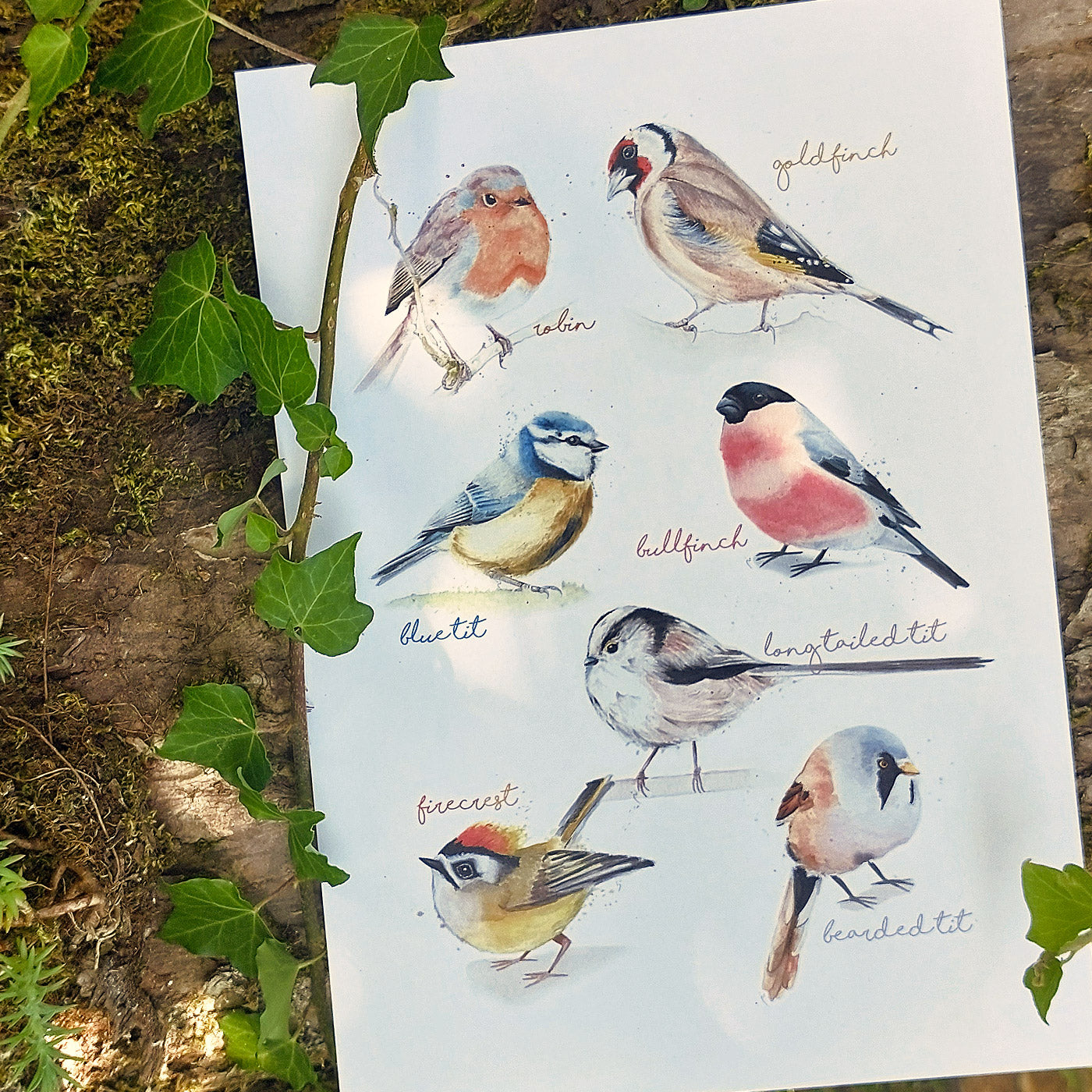 Mixed Small Birds