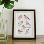 Mixed Small Birds