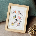 Mixed Small Birds