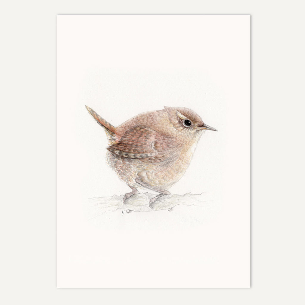 Wren