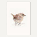 Wren