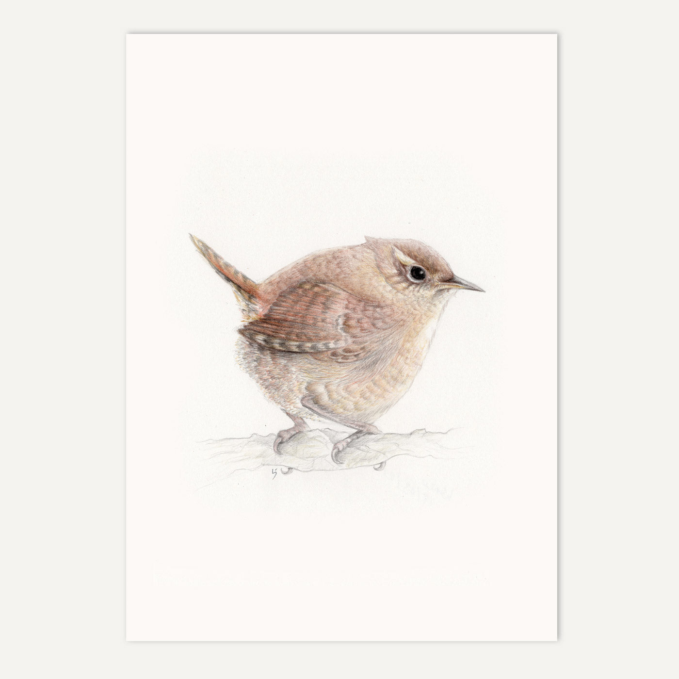 Wren