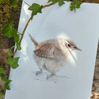 Wren