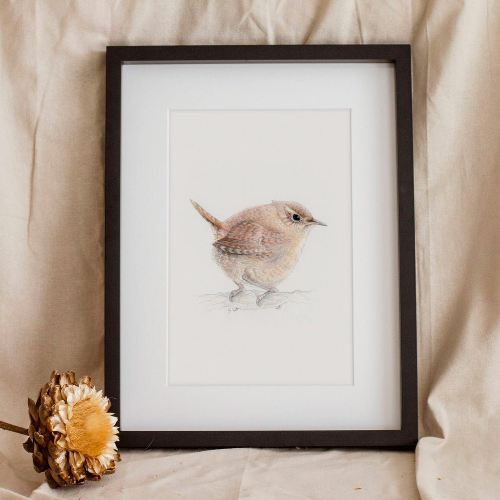 Wren
