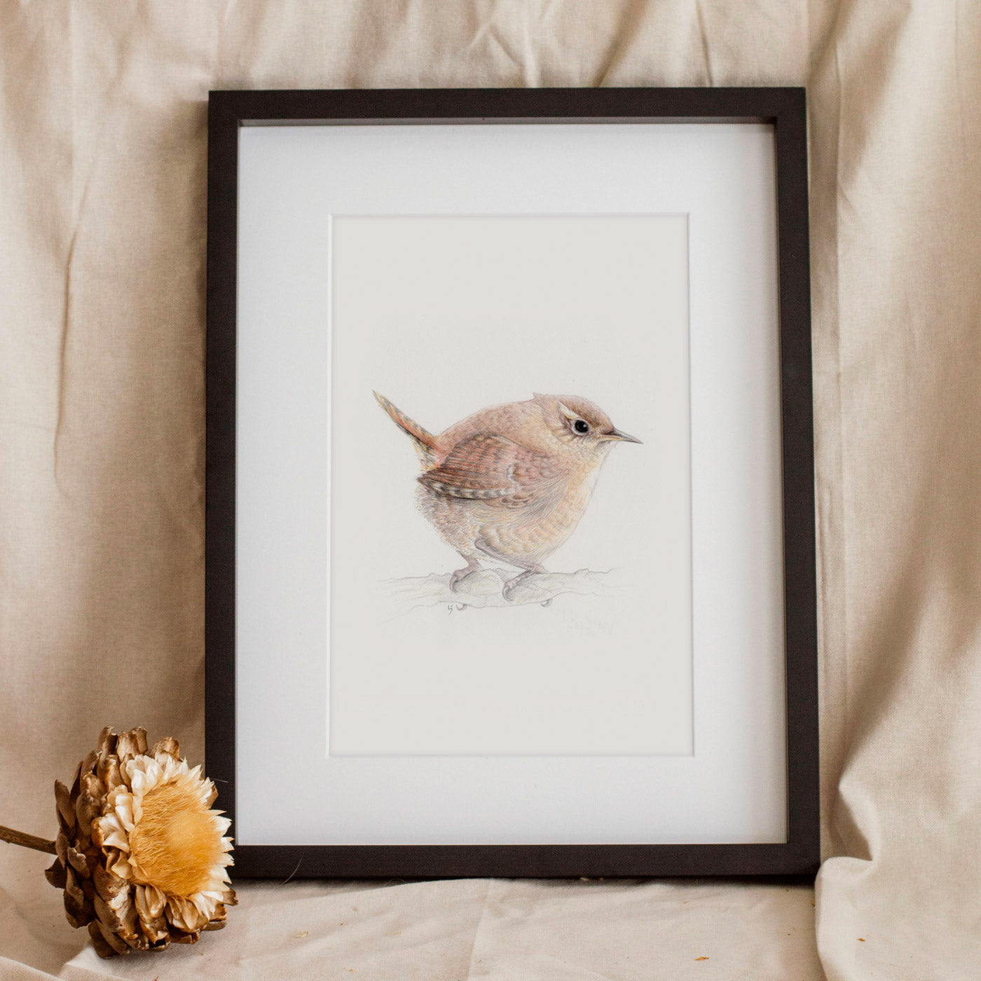 Wren