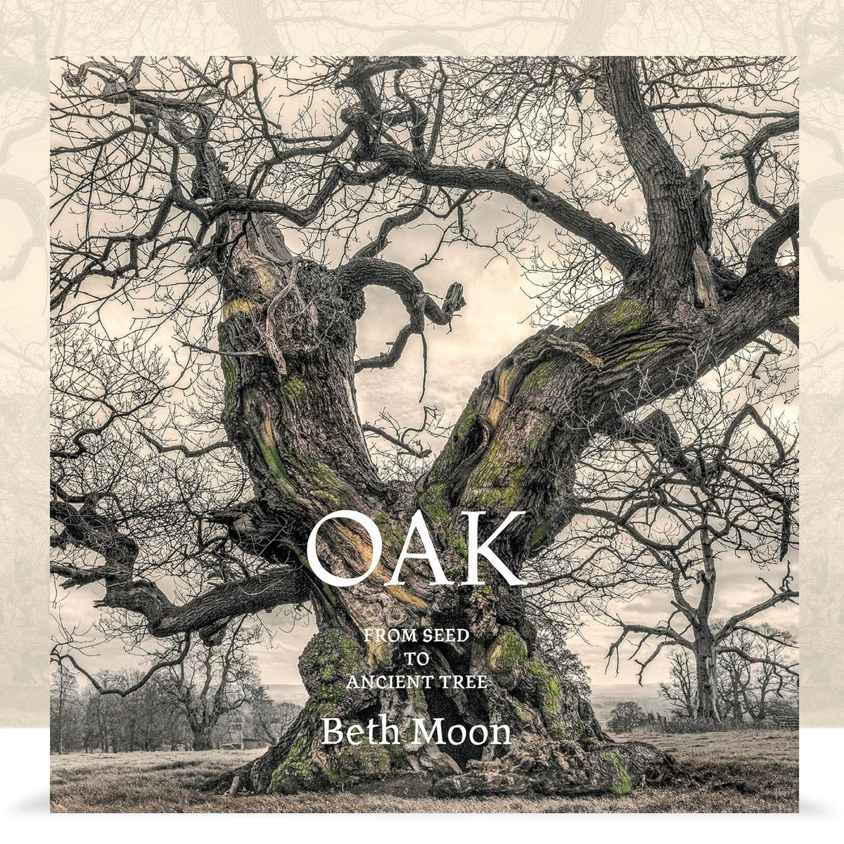 Oak: From Seed to Ancient Tree by Beth Moon