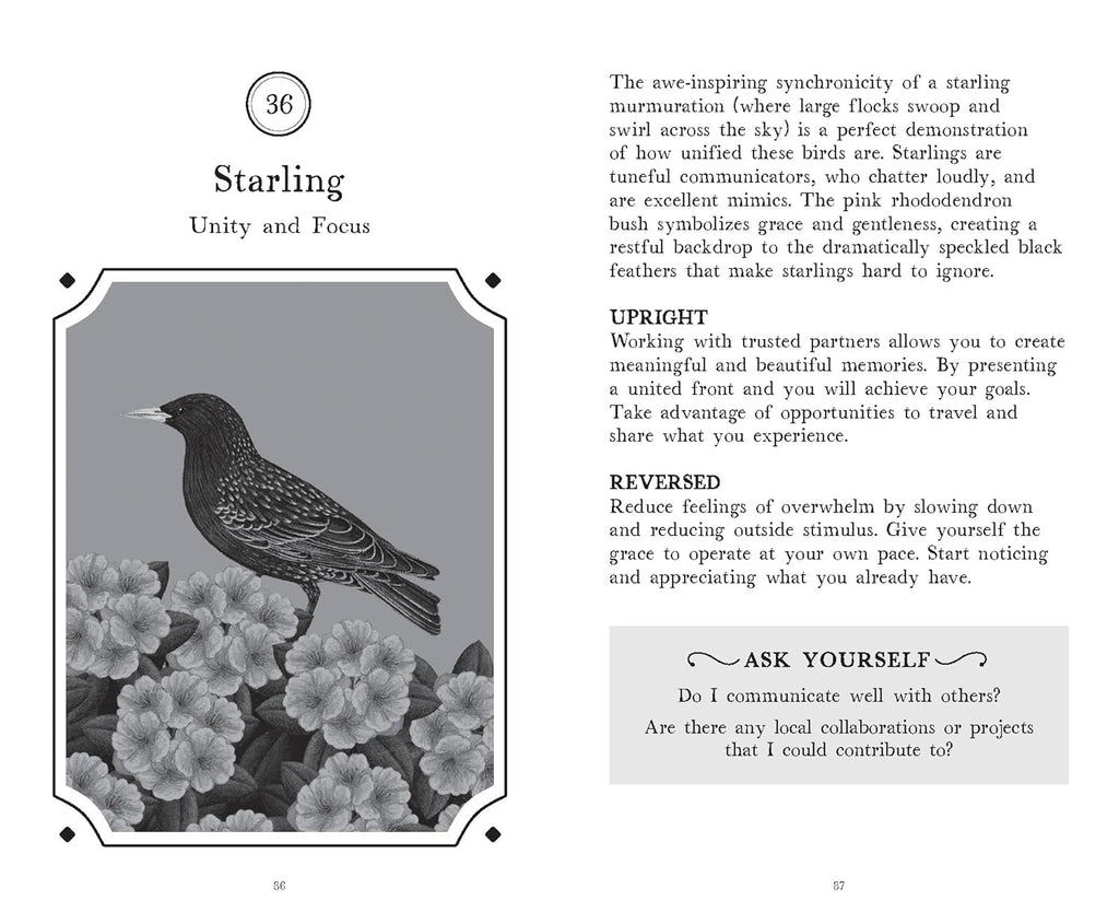 The Wisdom of Birds: Oracle Deck & Guidebook by Sasha Morton & Raxenne Maniquiz