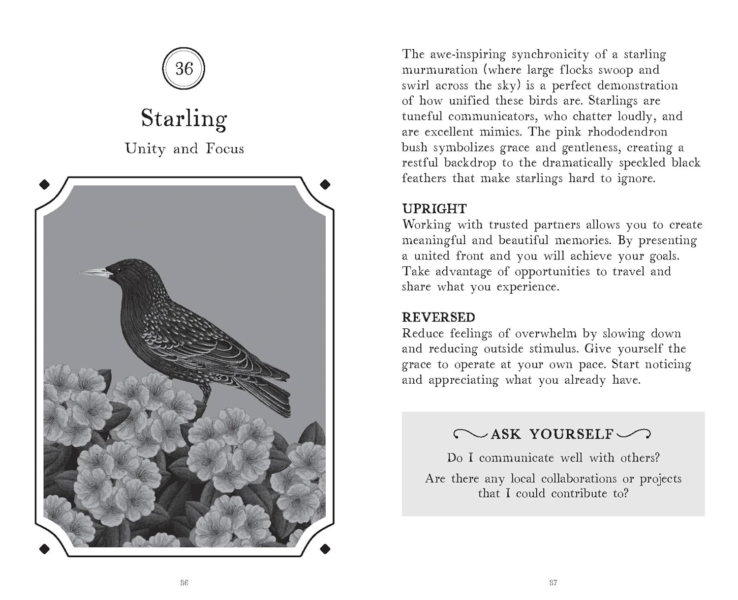 The Wisdom of Birds: Oracle Deck & Guidebook by Sasha Morton & Raxenne Maniquiz