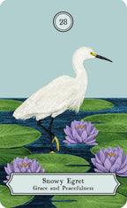The Wisdom of Birds: Oracle Deck & Guidebook by Sasha Morton & Raxenne Maniquiz