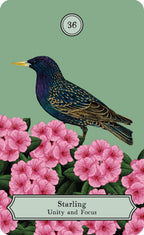 The Wisdom of Birds: Oracle Deck & Guidebook by Sasha Morton & Raxenne Maniquiz