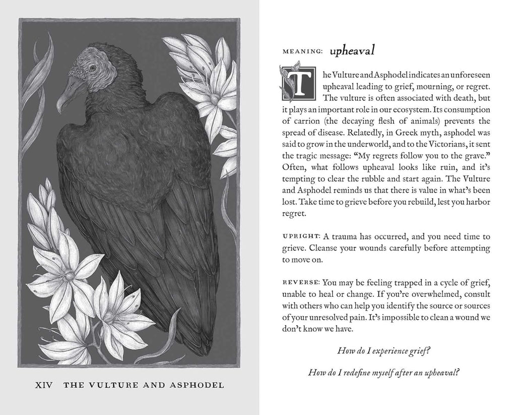 Woodland Wardens: 52-Card Oracle Deck & Guidebook by Jessica Roux