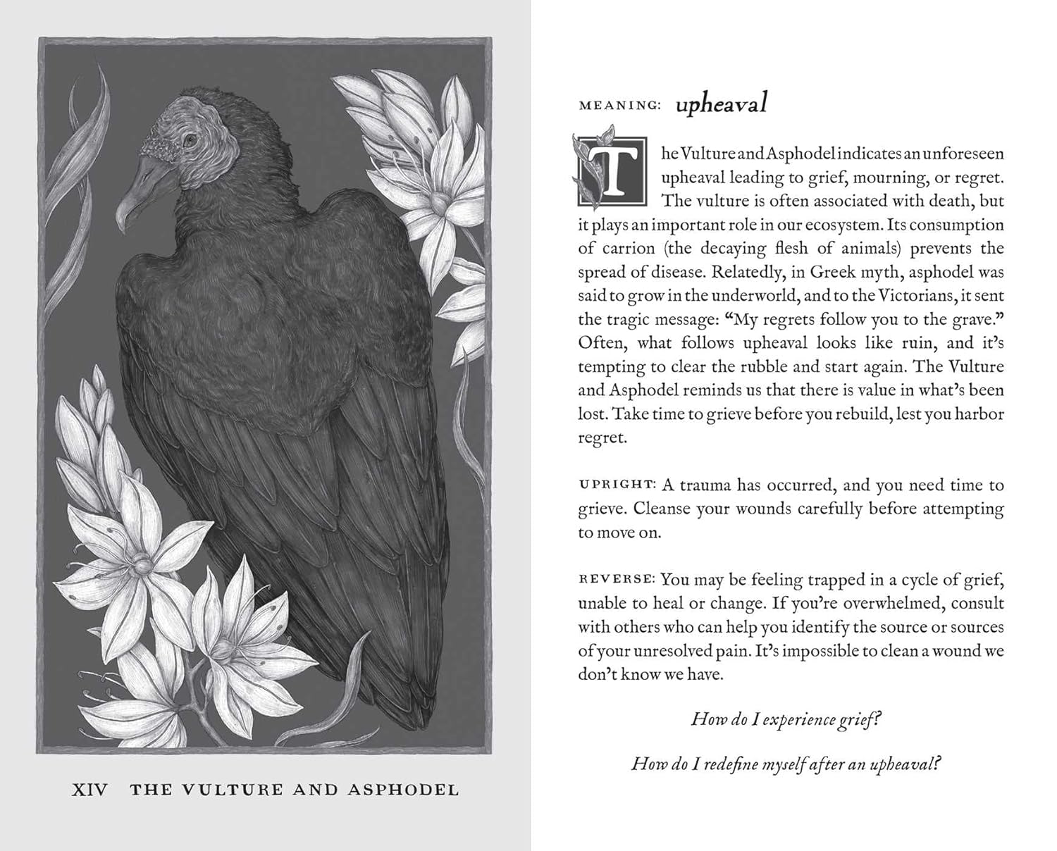 Woodland Wardens: 52-Card Oracle Deck & Guidebook by Jessica Roux